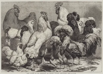 Prize Poultry at the Birmingham and Midland Counties Agricultural Show